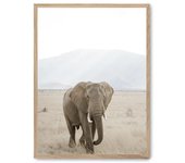 Cuadro elephant in the savana i