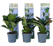 Hortensia - 6 pzs - hydrangea macrophylla teller 'nizza' - altura 25-40cm - ⌀9cm