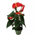 Anturio - anthurium 'madural red' - altura 40-45cm - ø14cm