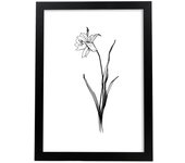 Nacnic poster de narciso estilo nórdico ilustraciones de botánica con flores y plantas en blanco y negro diseño y a3 con marco negro