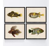 Set de 4 láminas con pez colorido efecto vintage tono amarillo marron composicion de 4 peces diferentes fondo papel antiguo vintage