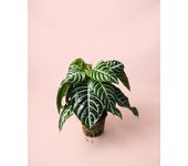 Aphelandra zebra | plantas naturales interior | pur plant