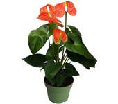 Anturio - anthurium 'madural orange' - altura 40-55cm - ø14cm