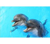 Cuadro animales nuestros amigos delfines - 80x50 cm