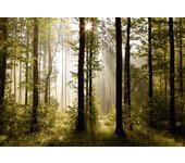 Fotomural paisaje boscoso verde - 360 x 270 cm - sanders & sanders