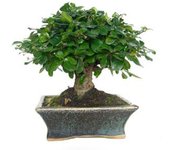 Planeta huerto | bonsái carmona microphylla 5 años – árbol tropical de hoja perenne, ideal para clima mediterráneo, con flores blancas y frutos