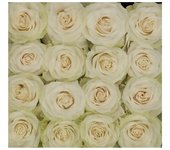 Rosas variadas | flor natural | ramo de 12 tallos | 60cm de alto | blancas mondial