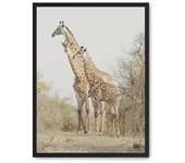 Cuadro giraffe in the savana ii
