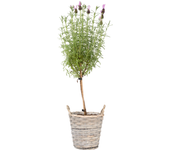 Árbol de lavanda - lavandula stoechas 'anouk' - altura 45-55cm - ⌀15cm