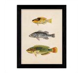 Set de 4 láminas de peces coloridos efecto vintage. cantabrico. composicion de 11 peces diferentes, fondo papel antiguo vintage. sin marco - a3