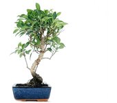 Bonsai ficus retusa tiger bark - 6 años - foto genérica