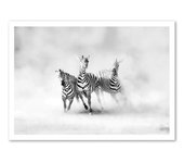 Affiche d’art 50 x 70 cm - zebras - juan luis duran