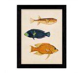 Set de 4 láminas de peces coloridos efecto vintage. caribe. composicion de 12 peces diferentes, fondo papel antiguo vintage sin marco - a3
