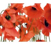 Fotomural flores rojo - 360 x 270 cm - sanders & sanders