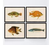 Set de 4 láminas con pez colorido efecto vintage tono naranja azul verde composicion de 4 peces diferentes, fondo papel antiguo vintage sin marco - a4