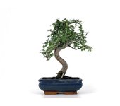 Bonsái zelkova - olmo chino - 8 años - foto genérica