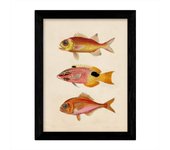 Set de 4 láminas de peces coloridos efecto vintage. composicion de 12 peces diferentes, fondo papel antiguo vintage. sin marco - a3