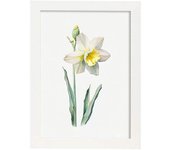 Nacnic poster de narciso estilo nórdico ilustraciones de botánica con flores y plantas en acuarela diseño moderno y a3 con marco blancos