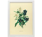 Nacnic póster de campánulos colección floral vintage cuadros decorativos impresión de arte de pared tamaños a3 con marcos blancos