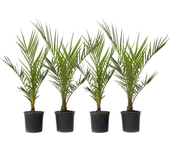 Palmera canaria - 4 pzs - phoenix canariensis - altura 50-60cm - ⌀15cm