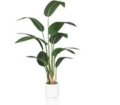 Planta artificial strelitzia verde hjh office