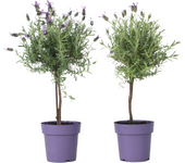 Árbol de lavanda - 2 pzs - lavandula stoechas 'anouk' - altura 45-55cm - ⌀15cm