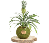 Kokedama de piña mini