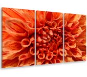 Cuadro tríptico cuadro foto dalia naranja - 90x60 cm