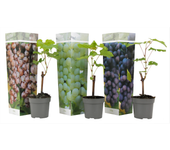 La vid - 3 pzs - vitis vinifera - altura 25-40cm - ⌀9cm