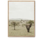 Cuadro elephant in the savana ii