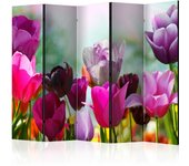 Biombo - belles tulipes ii [separadores de ambientes] [225x172]