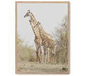 Cuadro giraffe in the savana ii