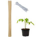 Relaxdays cañas bambú, set 50 uds., soporte para plantas, 60 x 0,6 cm, palos jardín con alambres de sujeción, natural
