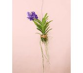 Orquídea vanda + maceta terracota | planta natural | pur plant