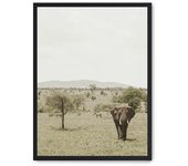Cuadro elephant in the savana ii