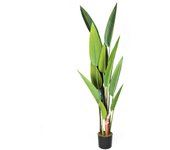 Ave del paraiso 188 cm