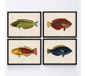 Set de 4 láminas con pez colorido efecto vintage tono amarillo azul y rojo. composicion de 4 peces en , fondo papel antiguo vintage. sin marco - a4