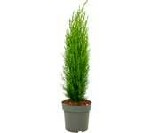 Ciprés italiano - cupressus sempervirens 'totem' - altura 60-80cm - ⌀19cm