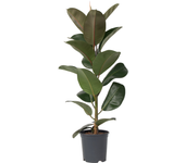 Higuera cauchera - ficus elastica 'robusta' - altura 75-100cm - ⌀24cm