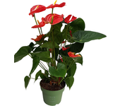 Anturio - anthurium 'madural red' - altura 55-70cm - ø17cm