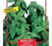 Semillas de albahaca gigante - maxi