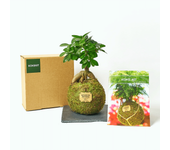 Koke kit ficus gingseng