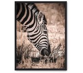 Cuadro grazing zebra