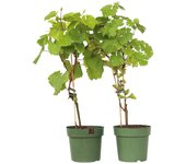 Plant in a Box Planta de uva - 2 uds. - Vitis 'Himrod', Vitis 'Vanessa' - Altura 60-75cm - ⌀21cm Multicolor H60cm x W21.00cm