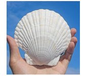 10 piezas de concha de vieiras blancas concha marina de 4-5 pulgadas grandes naturales de la playa marina conchas marinas para la elaboración para ...