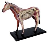 Modelo de anatomía de órganos animales Inteligencia del caballo 4D Ensamblaje de juguetes Enseñanza de anatomía Modelo Aparatos de bricolaje como s...