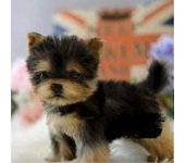 Juguete realista para perros Yorkie Cachorro de perro de peluche realista Juguete de compañía Perro de mascota Hecho a mano-Bueno