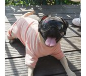 Gafas para perros para gafas de sol para perros de razas pequeñas, gafas de sol UV para perros de fácil uso para perros cachorros pequeños / median...