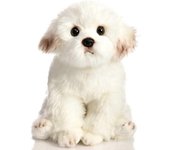 Unbrand Perro maltés de peluche realista, juguetes para perros cachorros de animales de peluche 24cm