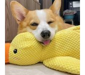Juguete interactivo de pato que grazna compatible con perro con sonido de graznido real, juguete de perro pato de peluche, 100% nuevo -szhg Amarillo